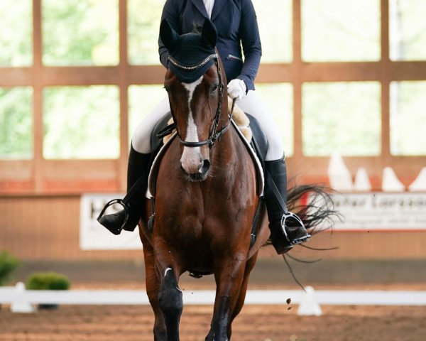 broodmare Arina II (Holsteiner, 2008, from Aljano)