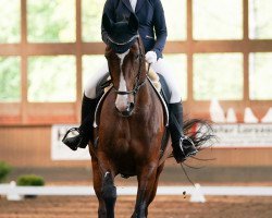 broodmare Arina II (Holsteiner, 2008, from Aljano)