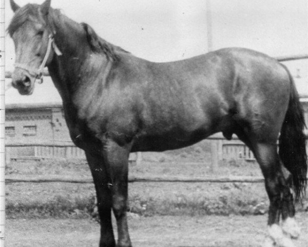 stallion Sosed (Orlov Trotter, 1980, from Svetljak) stallion Sosed (Orlov Trotter, 1980, from Svetljak)