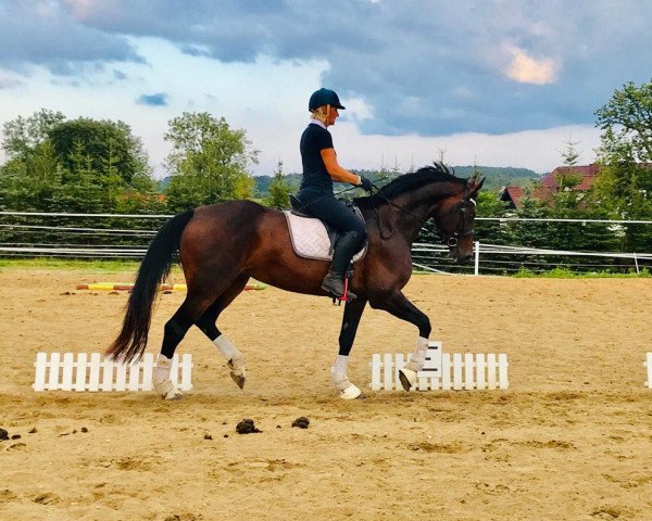 dressage horse Vivi Lotta (Oldenburg, 2009, from Aljano) dressage horse Vivi Lotta (Oldenburg, 2009, from Aljano)