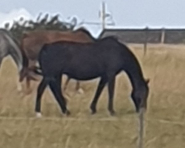 broodmare Diamant K (Swedish Warmblood, 2003, from Cortez)