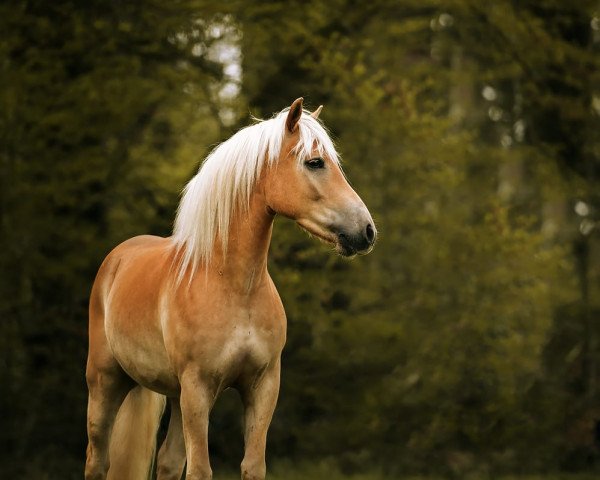 Springpferd Sterzing (Haflinger, 2015, von Strauss) Springpferd Sterzing (Haflinger, 2015, von Strauss)