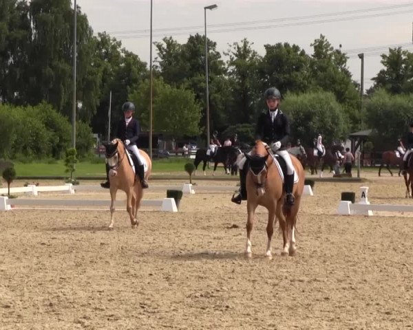 Reitturnier Münster-Roxel 2016