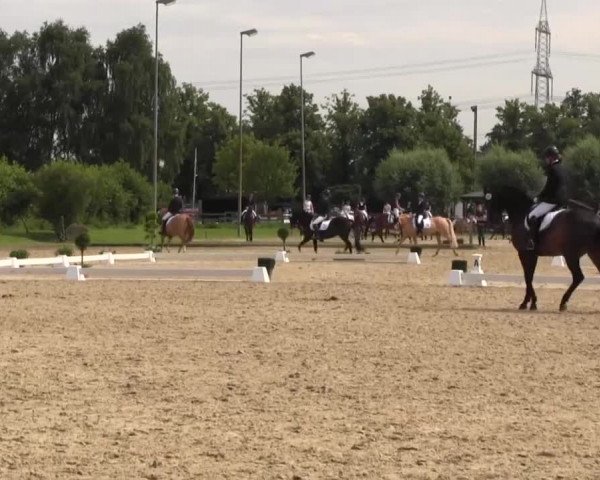 Reitturnier Münster-Roxel 2016