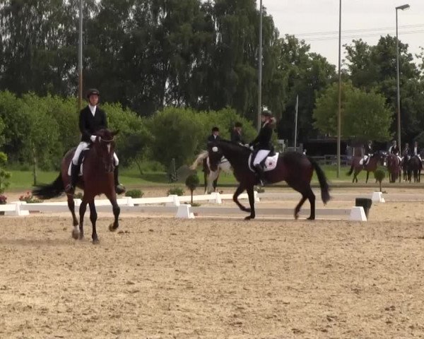 Reitturnier Münster-Roxel 2016