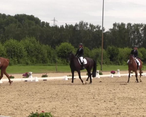 Reitturnier Münster-Roxel 2016