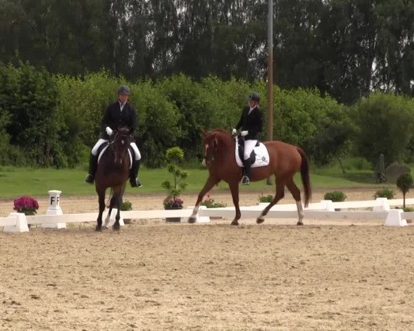 Reitturnier Münster-Roxel 2016