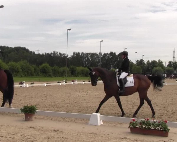Reitturnier Münster-Roxel 2016