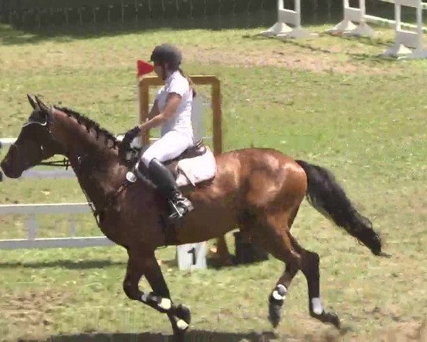 Reitturnier Herrenberg-Gültstein 2016