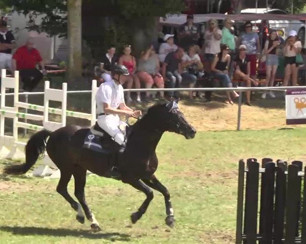 Reitturnier Herrenberg-Gültstein 2016