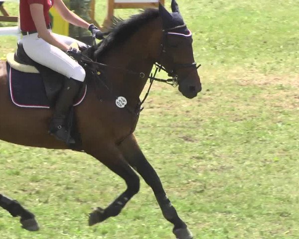 Reitturnier Herrenberg-Gültstein 2016