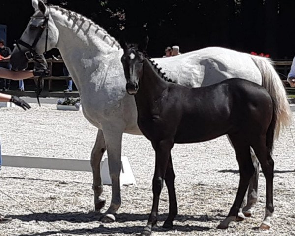 horse Glasgow´s boy (Oldenburg show jumper, 2019, from Glasgow van het Merelsnest)