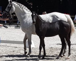 horse Glasgow´s boy (Oldenburg show jumper, 2019, from Glasgow van het Merelsnest)