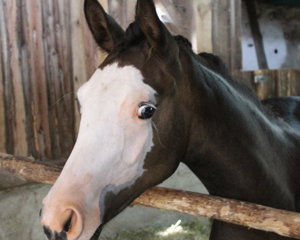 broodmare Arlequina (Trakehner, 2018, from Prince Patmos)
