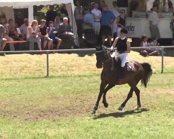 Reitturnier Herrenberg-Gültstein 2016