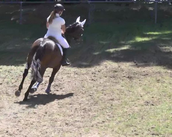 Reitturnier Herrenberg-Gültstein 2016