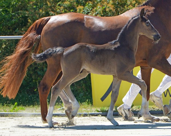 horse Delaware (Hanoverian, 2019, from DeLorean)
