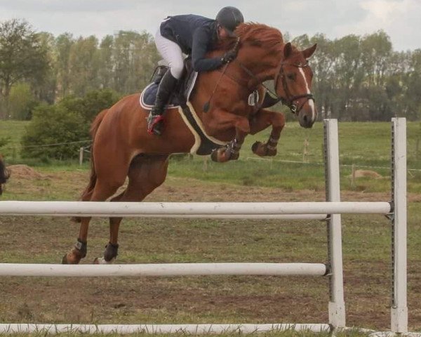 jumper Fianna 9 (Holsteiner, 2013, from Mylord Carthago)