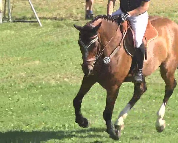 Reitturnier Herrenberg-Gültstein 2016