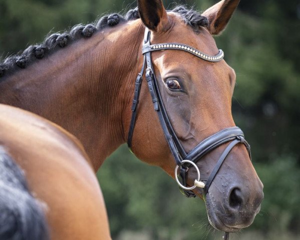 broodmare Pia Donna 3 (Trakehner, 2010, from Hohenstein I)