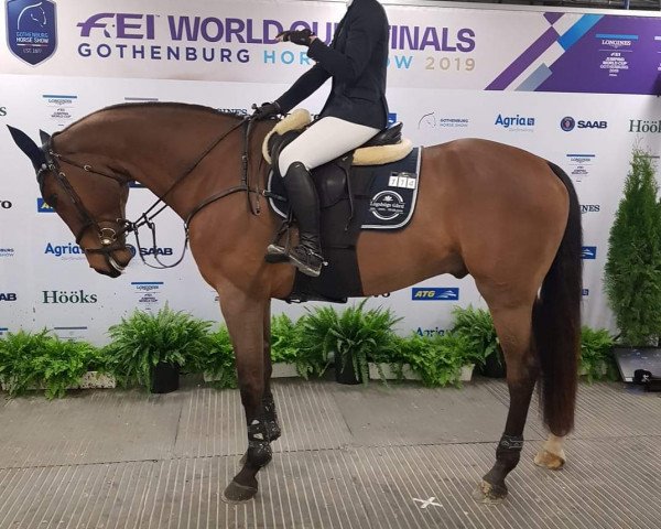 Springpferd Heartcore L (Schwedisches Warmblut, 2012, von Heartbeat)