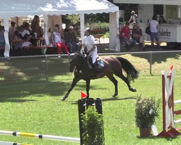 Reitturnier Herrenberg-Gültstein 2016