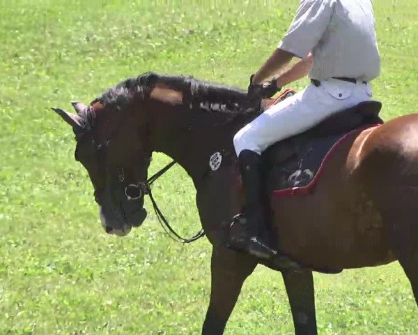 Reitturnier Herrenberg-Gültstein 2016