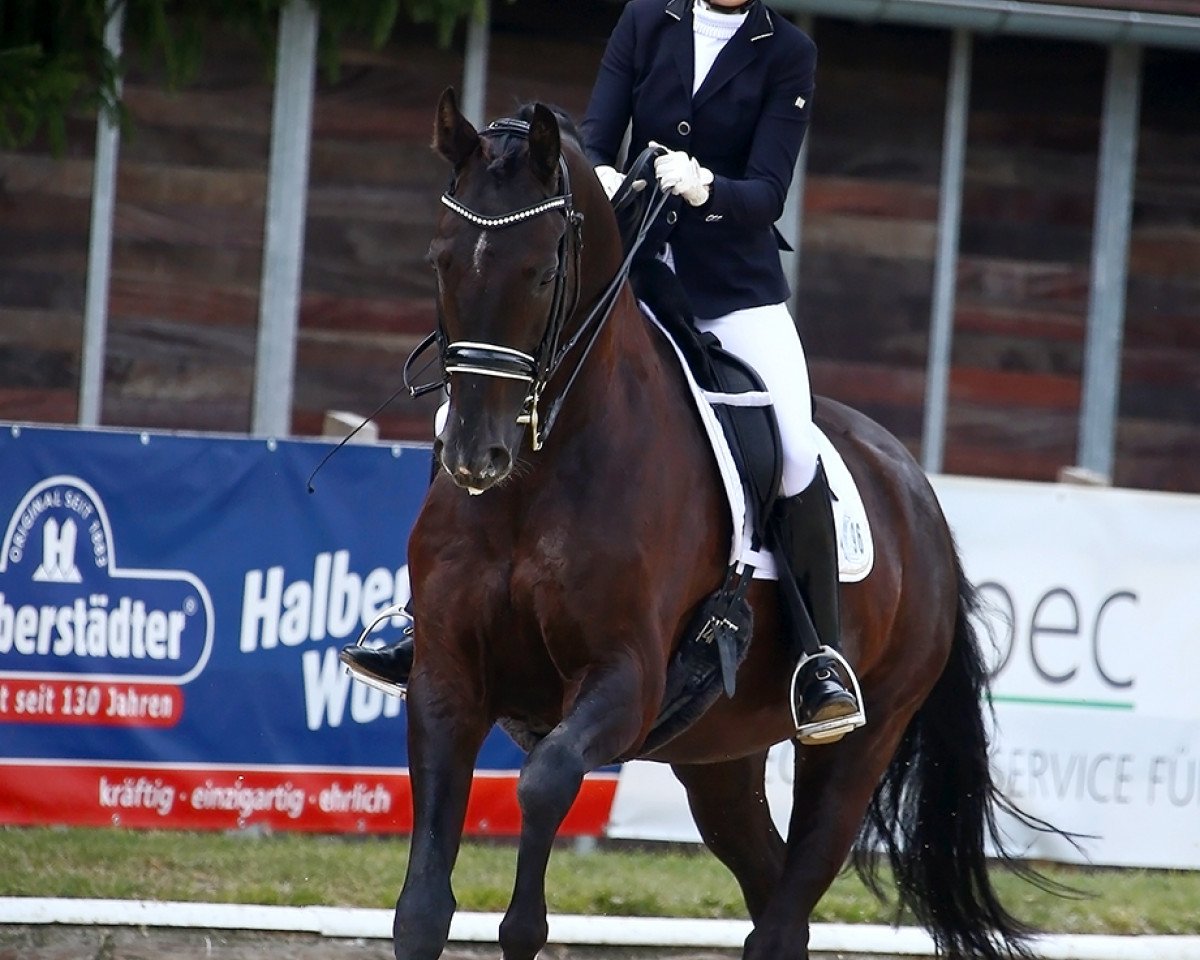 Cavallo da Dressage Denver Nights (Hannover, 2012, di Dancier)