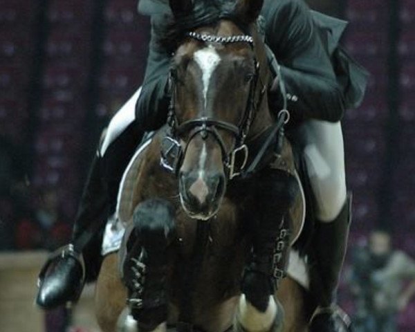 stallion Maaik (KWPN (Royal Dutch Sporthorse), 1994, from Equador) stallion Maaik (KWPN (Royal Dutch Sporthorse), 1994, from Equador)