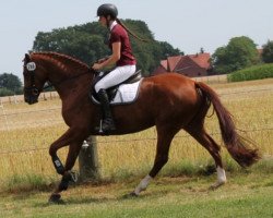 jumper Ella L (Hanoverian, 2014, from Edward 28)
