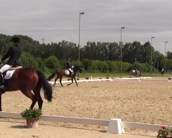 Reitturnier Münster-Roxel 2016