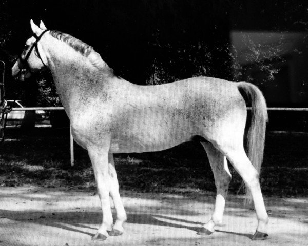stallion Hetman (Great Poland (wielkopolska), 1995, from Trawant)