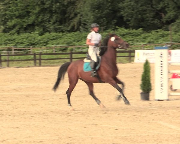 Reitturnier Hemer-Oese an der Edelburg 2016