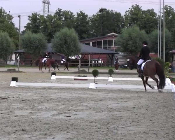 Reitturnier Münster-Roxel 2016