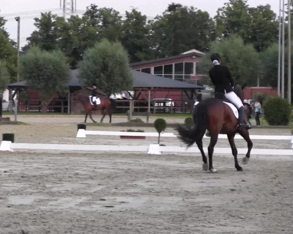 Reitturnier Münster-Roxel 2016