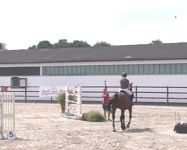 Reitturnier HH-Klein Offenseth/Hell-Stallion-Stud 2016