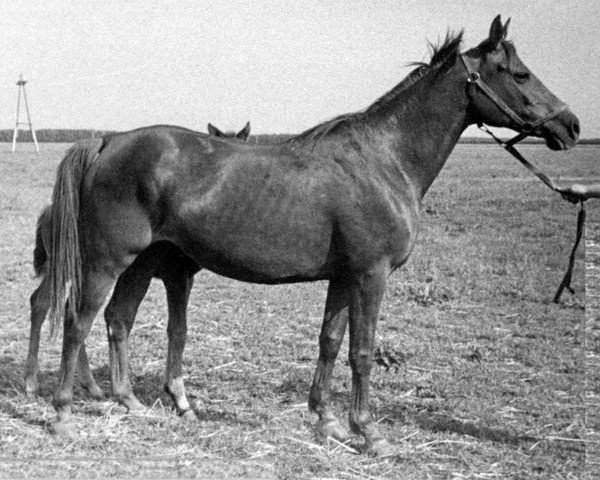 broodmare Vtulka (Russian Trakehner, 1970, from Topol 1958 ox) broodmare Vtulka (Russian Trakehner, 1970, from Topol 1958 ox)