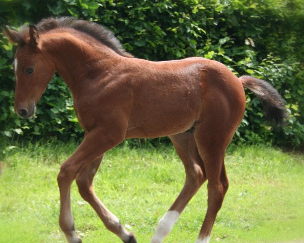 jumper Crazy Firefighter Z (Zangersheide riding horse, 2019, from Cornet's Fire Z)