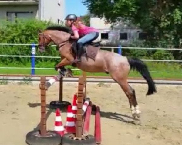 Springpferd Yakari (Deutsches Reitpony, 2006, von Laffran's Sponti)