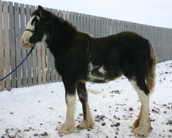 horse Battle River Connor (Clydesdale, 2013, from Willow Way Bacardi)