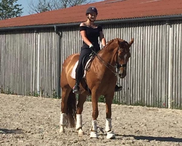 dressage horse Retino (German Sport Horse, 2003, from Regazzoni)