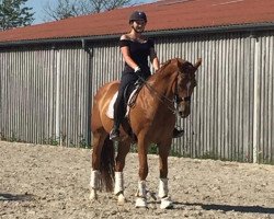 dressage horse Retino (German Sport Horse, 2003, from Regazzoni)