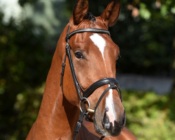 Dressurpferd Hirtenlob (Trakehner, 2016, von Scaglietti)