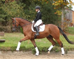 Pferd Silentium (Trakehner, 2015, von E.H. Millennium)