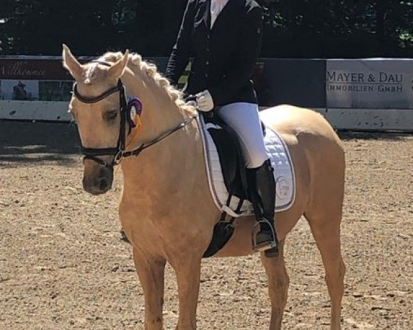 dressage horse Nacromancer`s Desert Storm Me (German Riding Pony, 2013, from Nacromancer inthe dark)