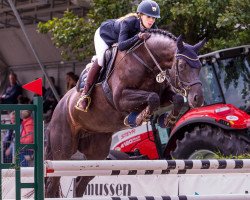 jumper Viva Balou (Hanoverian, 2013, from Viscount 22)