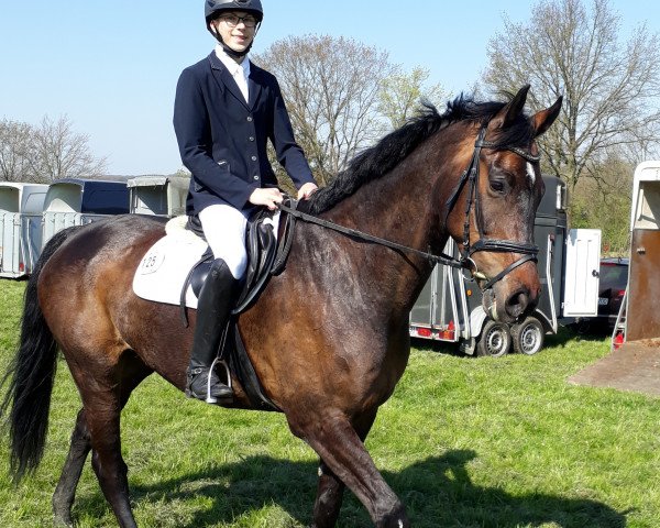 Springpferd Carlos 814 (Westfale, 2010, von Carlucci 13)