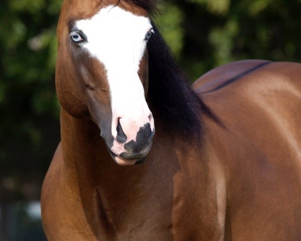 stallion Dun Gotta Gun (Quarter Horse, 1998, from Hollywood Dun It)