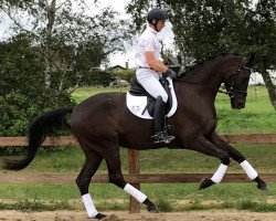 Pferd Montecristo (Trakehner, 2015, von E.H. Millennium)