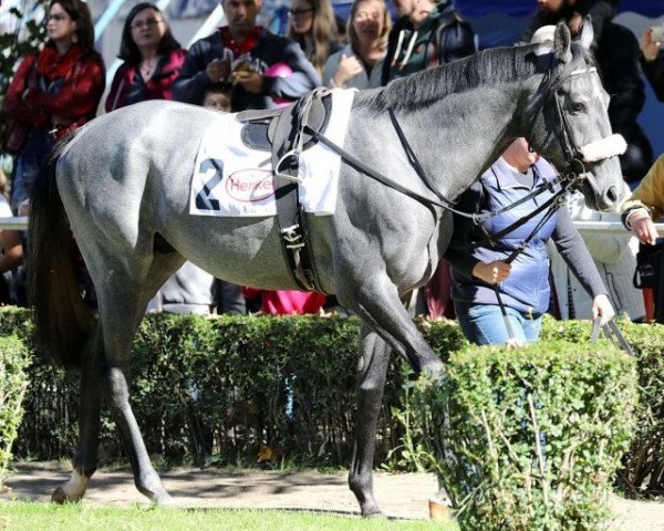 horse Daatis xx (Thoroughbred, 2016, from Dabirsim xx)